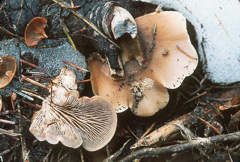 Lentinellus montanus